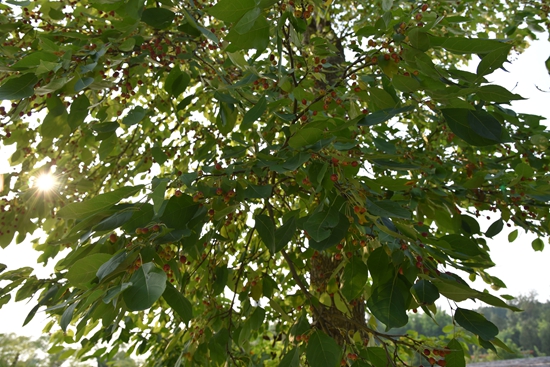 春華秋實之果實篇